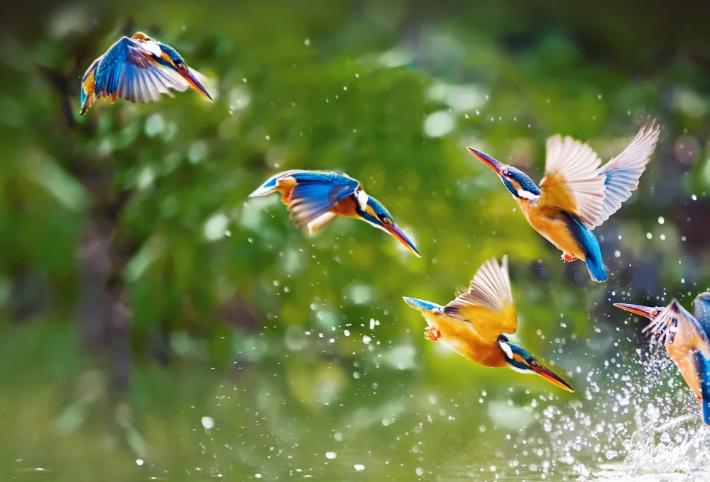 A sequence of kingfishers captured in mid-flight over a tranquil green backdrop, with splashes of water and vibrant feather colors.